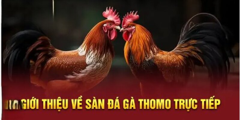 gà đá thomo