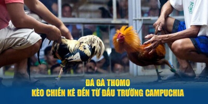 gà đá thomo kèo chiến đẳng cấp