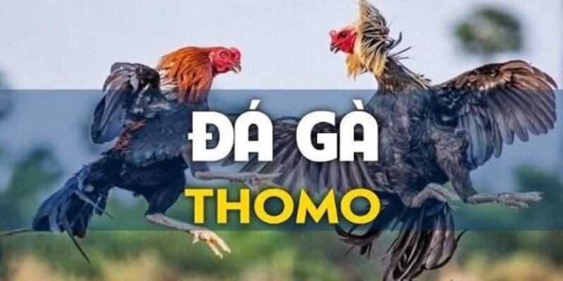 săn bí kíp gà đá thomo hiệu quả