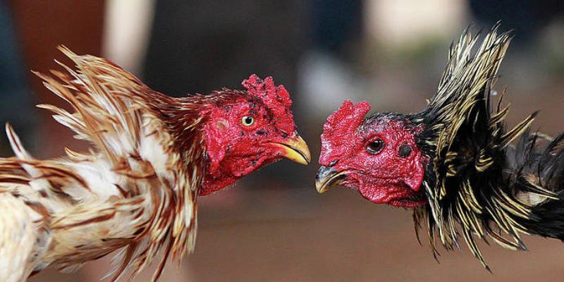 các loại hình cược đá gà thomo