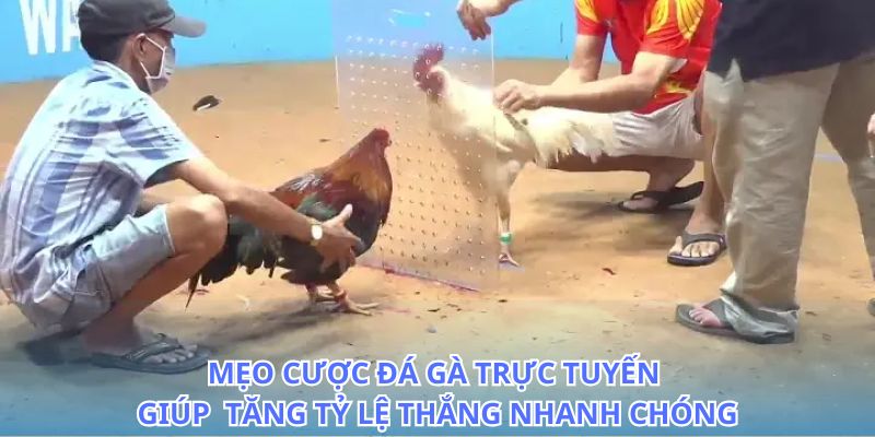 mẹo cược đá gà trực tuyến